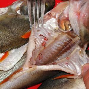 В какой рыбе есть описторхоз?