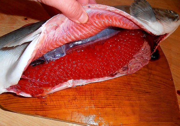 Красную икру добывают из рыбы семейства лососевых