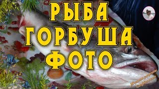 Рыба горбуша фото и видео от Petr de Cril’on & SonyKpK