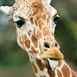 Giraffa Сamelopardalis