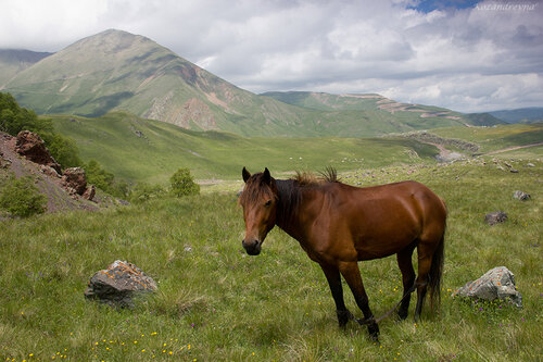 Кавказ, Приэльбрусье, горы, конь...