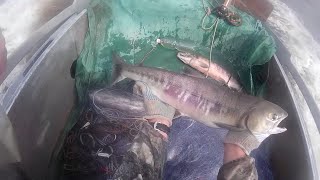 Рыбалка сетями. Ловля Кеты, на Амуре напловной сетью 2016, Fishing for salmon in the Amur network