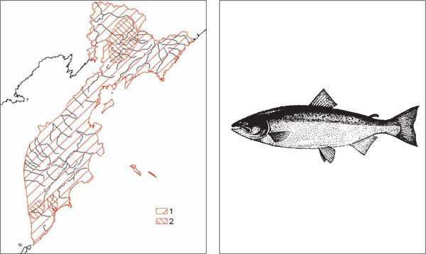 Дальневосточная красная рыба чавыча