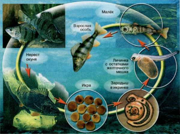 Как рождаются рыбы из икры