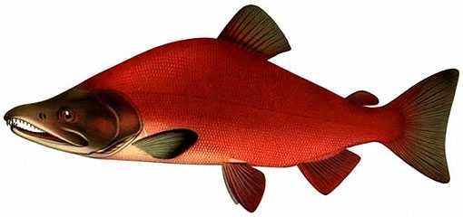 Нерка красная рыба